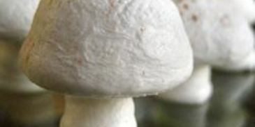 грибочки из безе