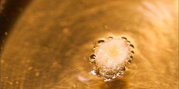 восточная сладость чак-чак