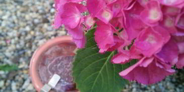 мармелад из ревеня и клубники с мятой