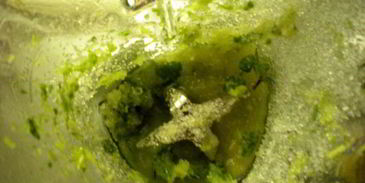 мороженоемохито