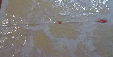 треска под муссом в тесте фило