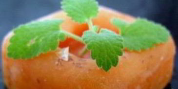 абрикосовый щербет