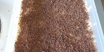 тирамису манго-шоколад