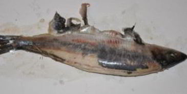 форшмак классический