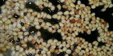 фрикадельки итальянские