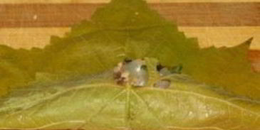 постная долма