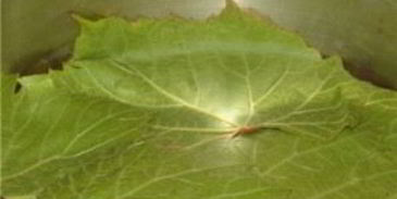 постная долма