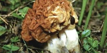 грибы строчки