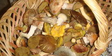 смажанка — грибы в сметане