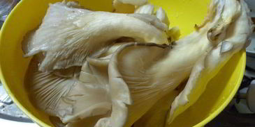 грибная лазанья