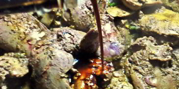 печенка под овощной шубкой