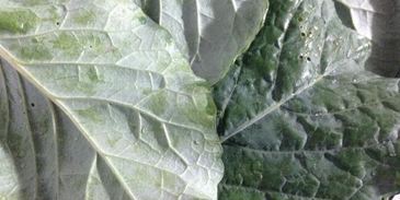 овощное рагу с уткой дамлама