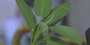 паста с рагу из дичи