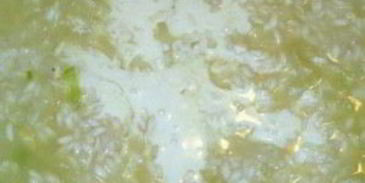 ризотто с миндалем