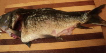 фаршированный карп