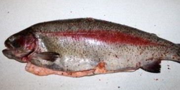 форель радужная в фольге