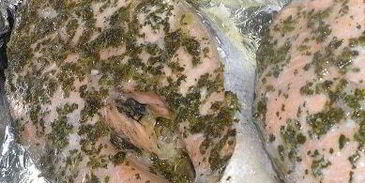 лосось c шалфеем