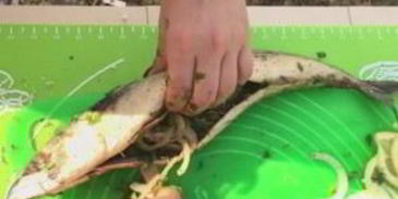 нежная и сочная скумбрия на мангале