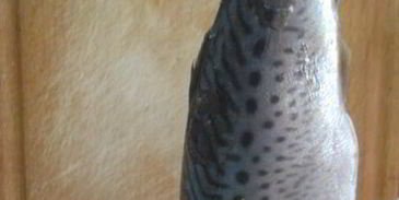 пряная скумбрия