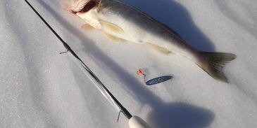 судачки жареные