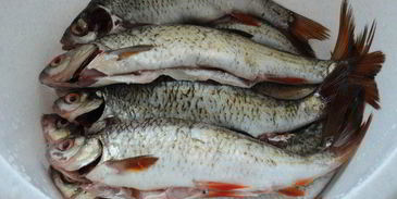 запеченная плотва