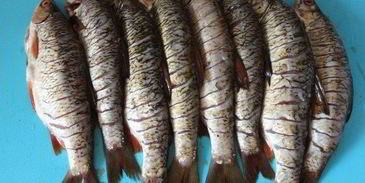 запеченная плотва