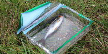 запеченная плотва