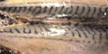 шницель со скумбрией