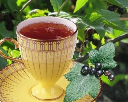 Чай из листьев смородины