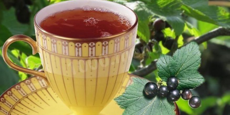 Рецепт чая из листьев смородины