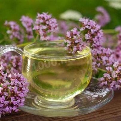 Чай орегано