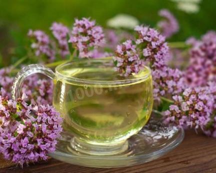 Чай орегано