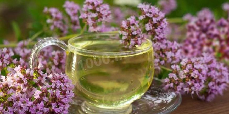 Рецепт чая орегано