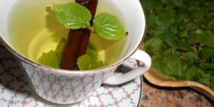 Рецепт чая с березовыми листочками