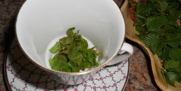 чай с березовыми листочками