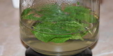 марокканский мятный чай