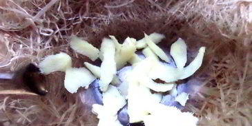 согревающий чай со специями