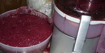 домашнее вино изабелла