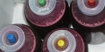 домашнее вино изабелла