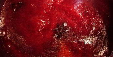 желе из красной смородины с водкой