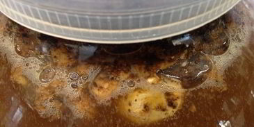 квас для настроения велкам ту шамбала