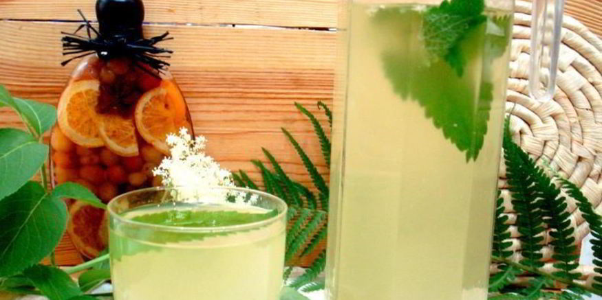 Рецепт кваса из бузины