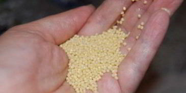 квас из хрена и меда