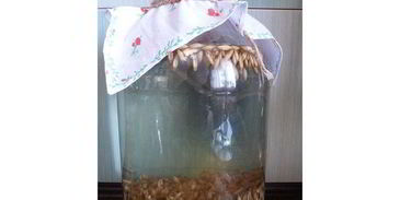 квас из овса летний