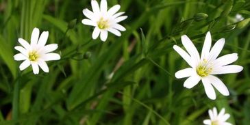 мятный лимонад