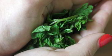 мохито ежевичный