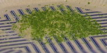 молочный коктейль с манго