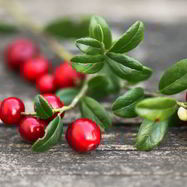 Рецепт Домашней наливки из брусники