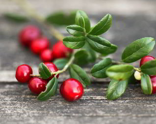 Домашняя наливка из брусники