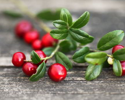 Домашняя наливка из брусники